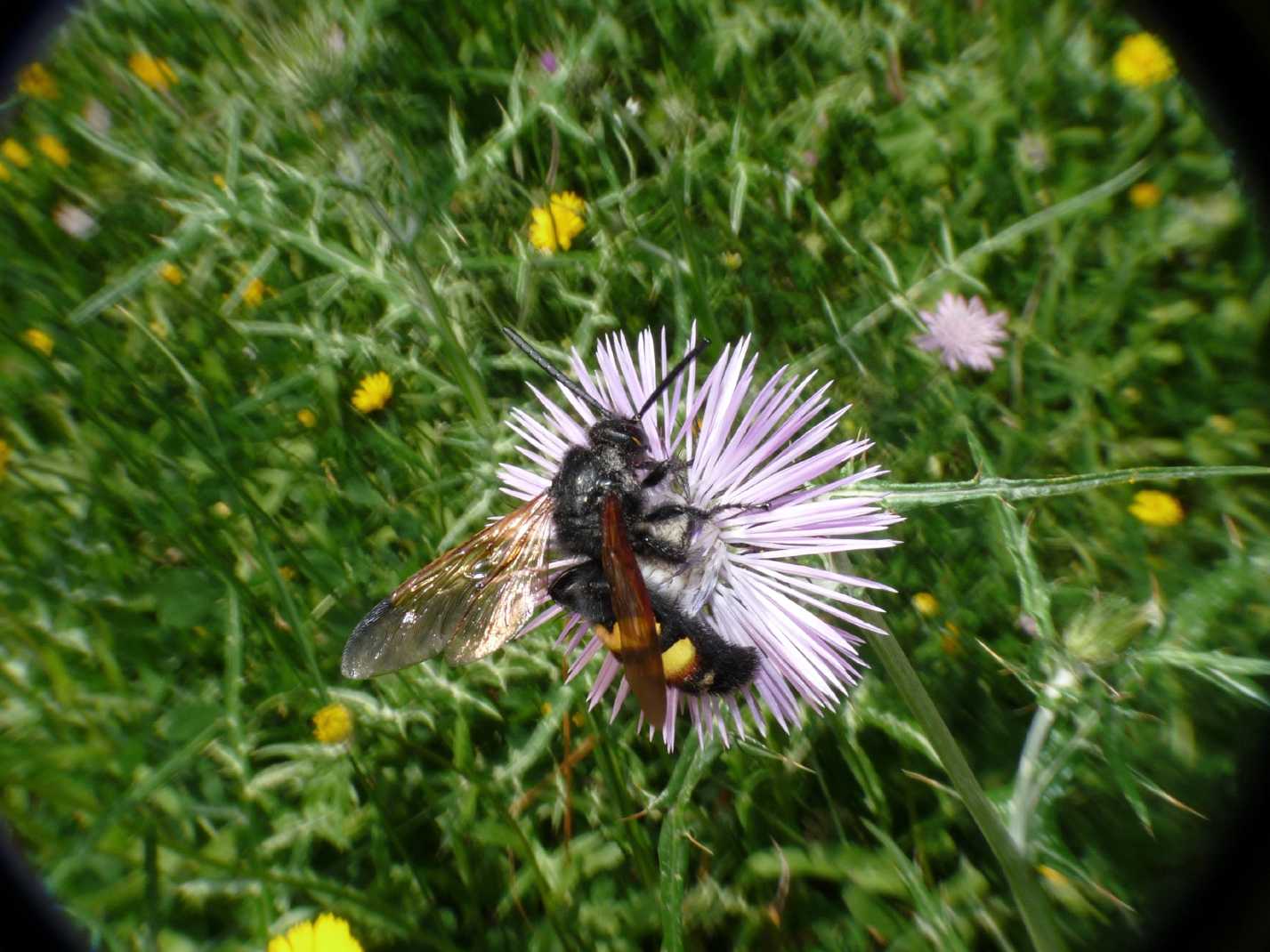 Maschio di Megascolia maculata flavifrons